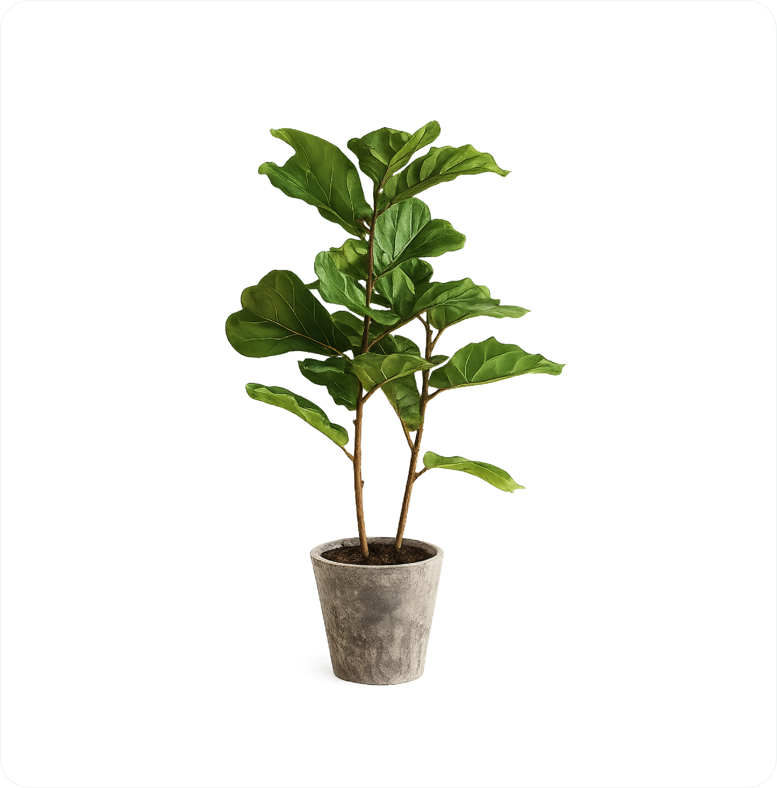 Artificial Plant